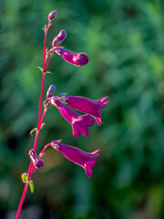 Closeup of Flowers of Penstemon 'blackbird' in November in UK against green background