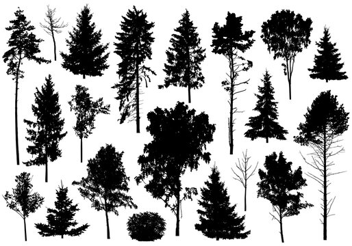 Silhouette of set different trees. Collection of coniferous evergreen forest trees, deciduous trees. Vector illustration