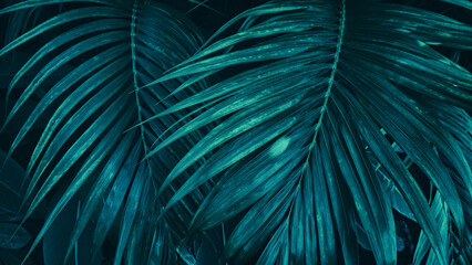 blue palm leaf, dark nature background