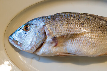 Raw saltwater fish Dentex Dentex, common dentex on a white plate, raw seafood from Adriatic sea, Dalmatian cuisine