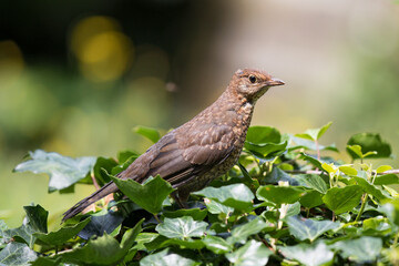Common Blackbird (Turdus merula), juvenile, Brandenburg, Germany