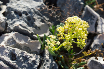 Rock samphire or sea fennel plant in bloom, Crithmum maritimum, edible coastal plant with green aromatic leaves, growing on the rock by the Adriatic sea, Croatia