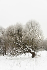 A beautiful picturesque tree is covered with snow.