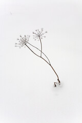 A lonely growing umbrella plant sticks out of the snow in winter.