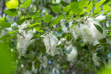 Poplar fluff in the city. Risk of allergies and fires.