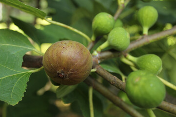 Fresh Figs Growing on Tree Ripe Fig and Green Figs