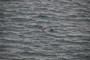 Fototapeta premium seagull flying over the sea