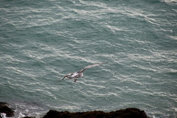 Fototapeta premium seagull flying over the sea