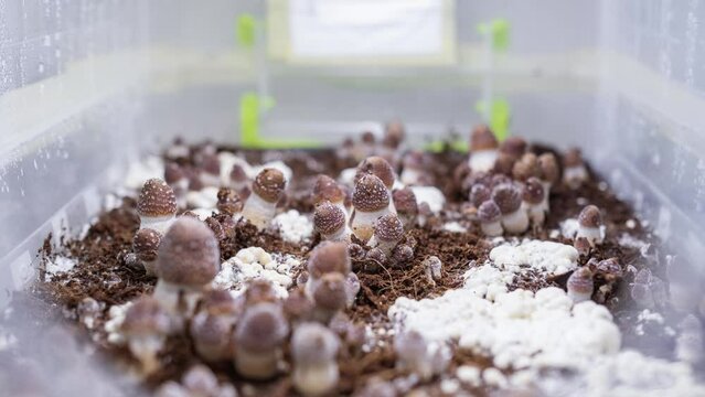 time lapse video of mushroom growth in a greenhouse, psilocybe cubensis magic mushrooms