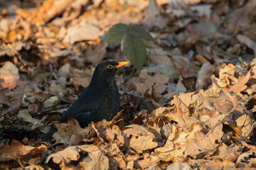 Common Blackbird (Turdus merula), male in autumn leaves, Brandenburg, Germany