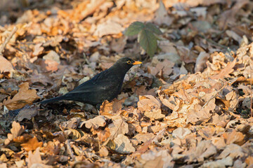 Common Blackbird (Turdus merula), male in autumn leaves, Brandenburg, Germany
