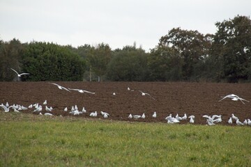 Fototapeta premium flock of birds on the grass