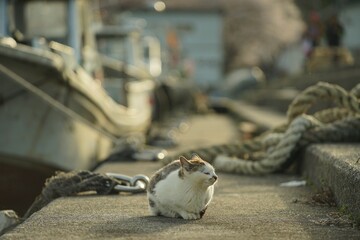 Cat living in Okishima island with cherry blossom in full bloom	