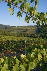 Obraz premium winogrona , pejzaż Toskani