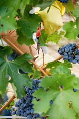 winogrona , pejzaż Toskani