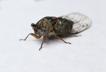 Cicada Insect on White Paper Background Close up