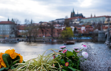 Colored potted plants. Beautiful Flowers in full bloom with lush green leaves