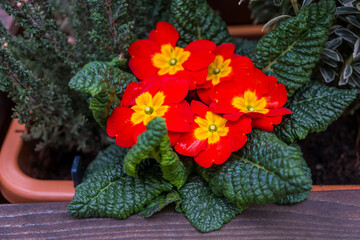 Colored potted plants. Beautiful Flowers in full bloom with lush green leaves