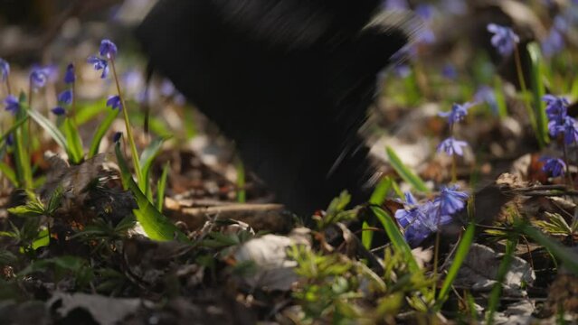 Close-up man walking in the forest trampled snowdrops blooming on the lawn, causing irreparable damage to the ecosystem