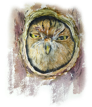 Angry Owl. 
The owl is not allowed to sleep. Watercolor hand drawn illustration.