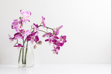 Beautiful flowers composition. Bouquet of pink orchids in vase on  table, pink orchid flower on...
