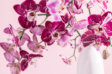 Beautiful flowers composition. Bouquet of pink orchids in vase on  table. Pink orchid flower on pastel pink background. Concept Valentines Day, Happy Women's Day, March 8. 