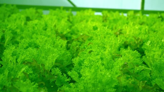 Grow Frize leaf lettuce in a greenhouse. Andivy or Chicory salad lat. Cich rium end via. Curly endive is a useful nutritious plant to eat. Green leaves and bushes. A bunch of vitamin food.