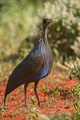 Vulturine Guineafowl - Acryllium vulturinum, beautiful colored ground bird from African savannahs and bushes, Tsavo West, Kenya.