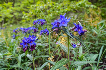 Flowers in the gorge of the Echki-Daga mountain. Crimean mountains. Fox Bay. Crimea. 2021