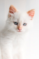 White fluffy cat. Little kitten at home. Pets concept