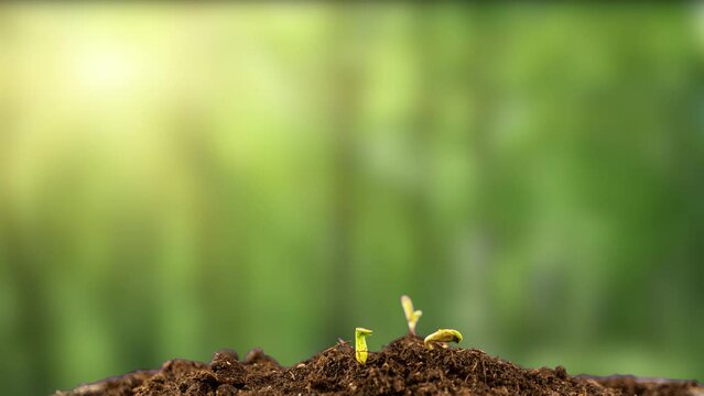 Cannabis reaches for the sun, young cannabis sprouts, time lapse, 4k.