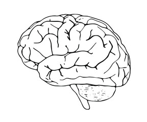 Flat illustration of the brain.
Vector design, EPS 10.