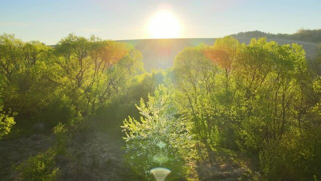 Aerial view of woodland with fresh green trees in early spring at sunset