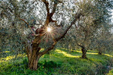 Backlit landscape of the Tuscan countryside with olive trees in Castagneto Carducci Tuscany Italy