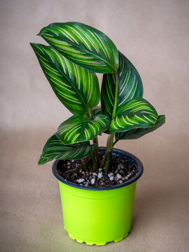 Calathea Pinstripe Is A Genus Of Flowering Plants