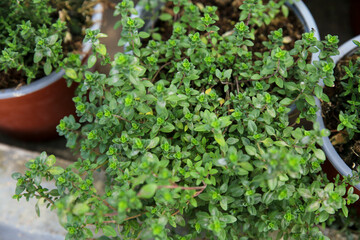 Thymus Citriodorus plants in the garden