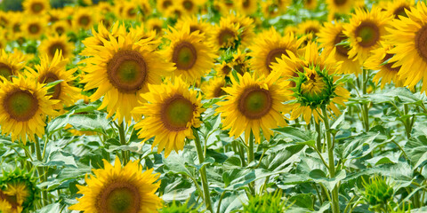 Fototapeta na wymiar Sunflower Field back to the Sun