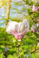 beautiful magnolia blossoms in the spring. Beautiful magnolia tree blossoms in springtime. Magnolia blossomed on sky background. Beginning of spring. beautiful flowers.