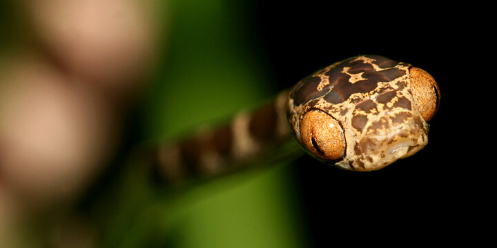 Blunthead Tree Snake, Imantodes cenchoa, Rainforest, Napo River Basin, Amazonia, Ecuador, America