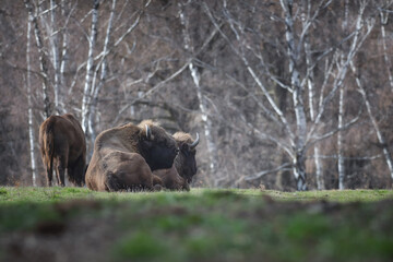 Big brown European bison in a beautiful forest