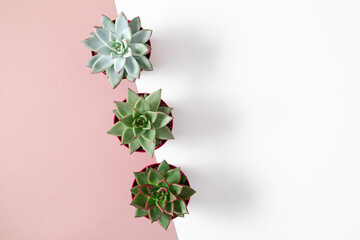 Collection succulent plants in potson pink and white background. Potted succulent house plants. Flat lay, top view, copy space