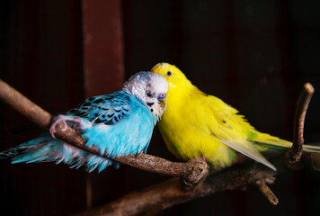 blue and yellow parrot
