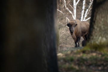 Big brown European bison in a beautiful forest
