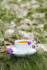 Herbal tea in cup with wild flowers violets close up, natural forest background. Healing Useful tea with seasonal spring flowers, alternative medicine concept. Common Dog-violet, Viola odorata