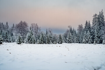 Snowy winter forest in Czechia