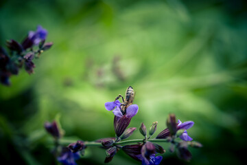 Blaue Salbeiblüten und Blätter auf Olivenholz