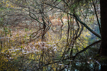 Fall in the swamp, abstract