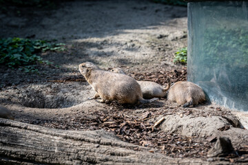 Der Tiergarten Schönbrunn im Park des Schlosses Schönbrunn im 13. Wiener Gemeindebezirk Hietzing wurde 1752 von den Habsburgern gegründet und ist der älteste noch bestehende Zoo der Welt. Direktor des