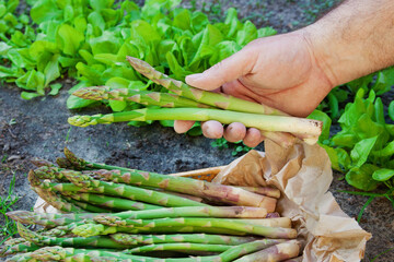 Organic green fresh asparagus in hand of farmer, in wicker basket on field background. Copy space,  horizontal image. Asparagus officinalis. Spring healthy cooking idea concept