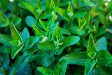 Fresh green mint plant in garden. Spearmint, Gardenmint, Melissa, Spearmint, Bushmint, Menthol Mint. Ecological, organic planted on field. Healthy organic food concept. Selective focus